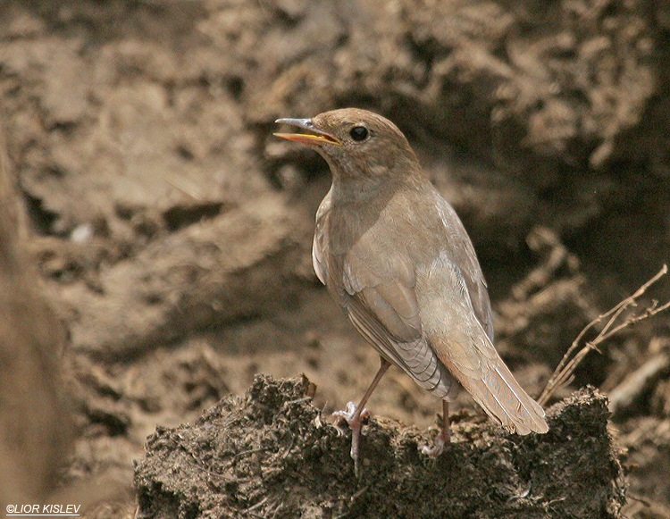 Thrush Nightingale  Luscinia luscinia , Yotvata,03-05-09 Lior Kislev           .